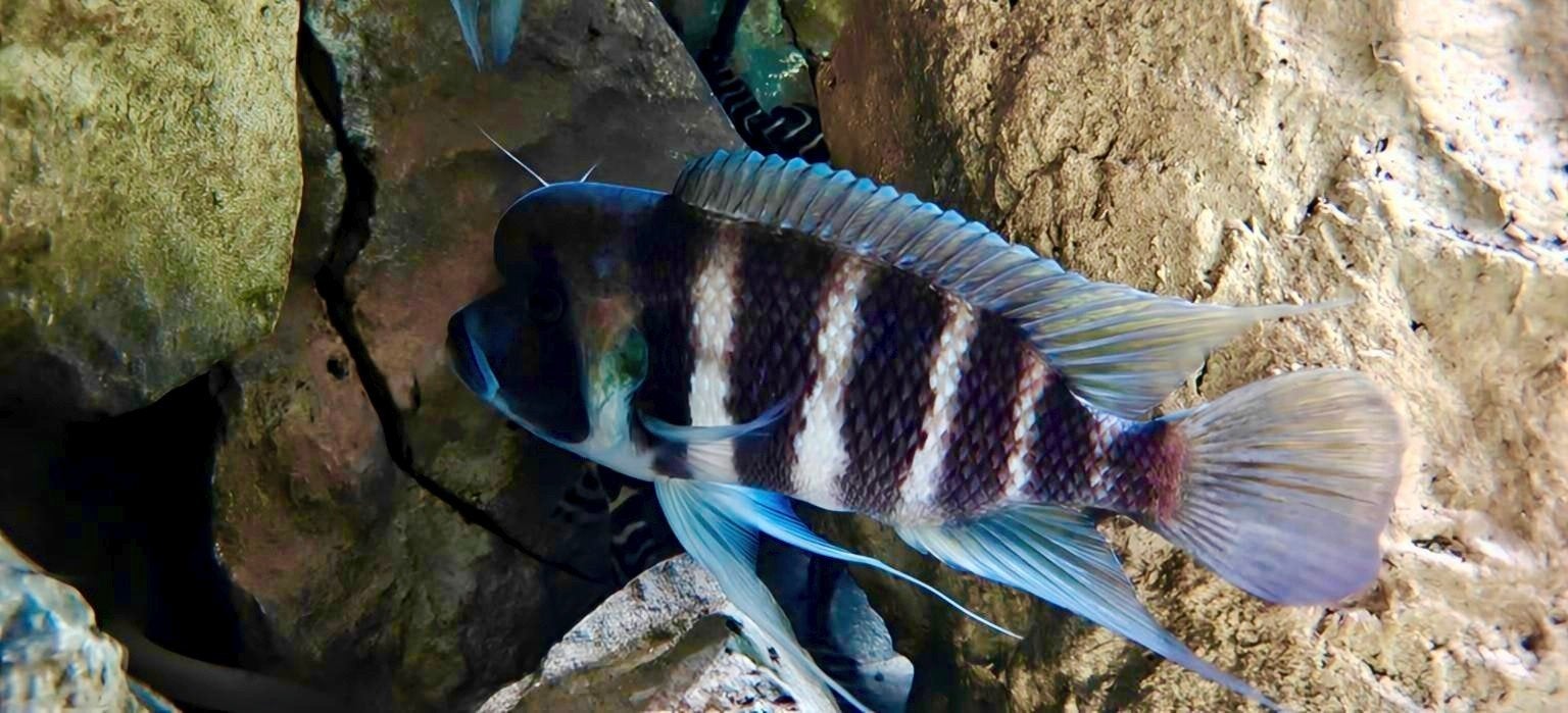 Foto 5 van Cyphotilapia frontosa 'Kigoma' 7-stripe - groep 2.3