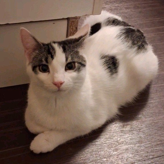 Kater zoekt huis, Kater, Gechipt, 0 tot 2 jaar