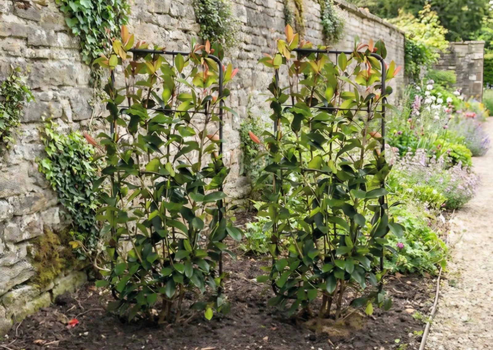 🌱3x Glansmispel Photinia x fraseri 'Red Robin' - Haagplant, Ophalen, Overige soorten, Haag, 100 tot 250 cm