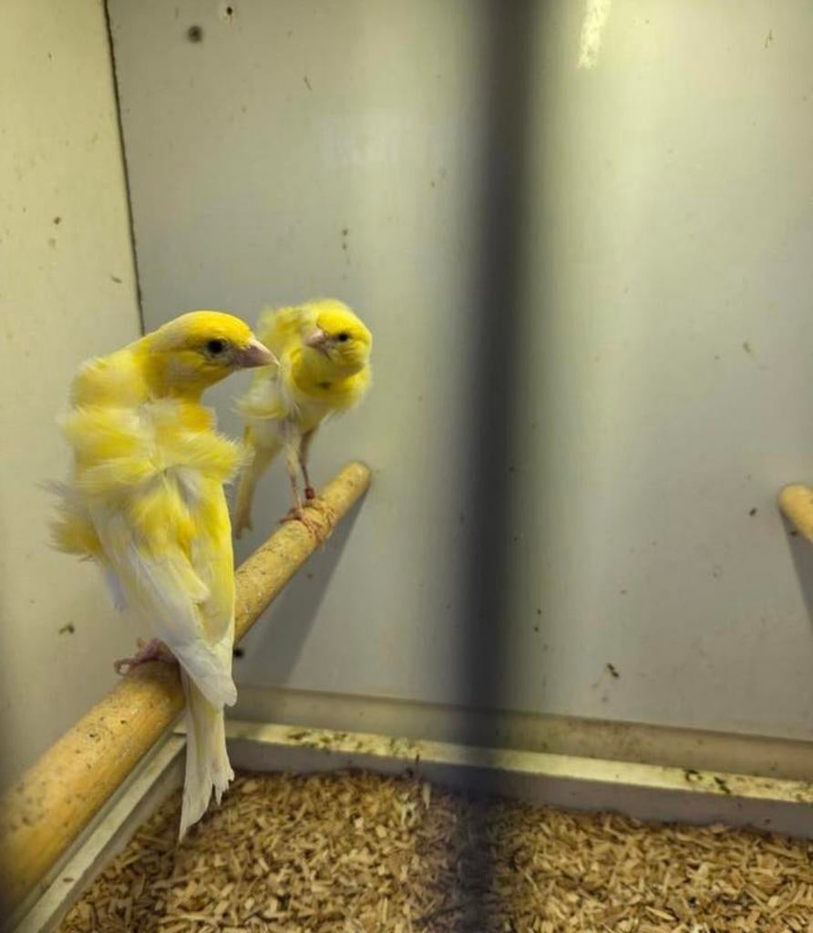 mooi koppel  Zuid Hollandse Frisé, Dieren en Toebehoren, Meerdere dieren, Kleurkanarie