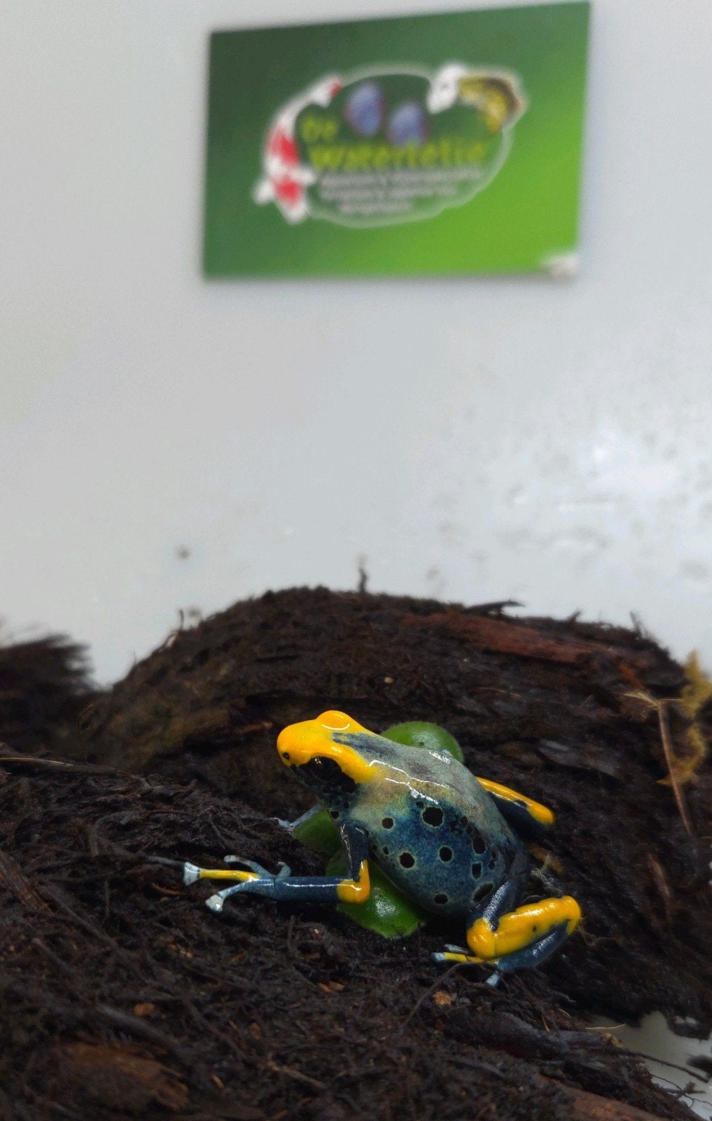 Gifkikkers Tumucumaque Frog - unknown for sale from De Waterlelie BV