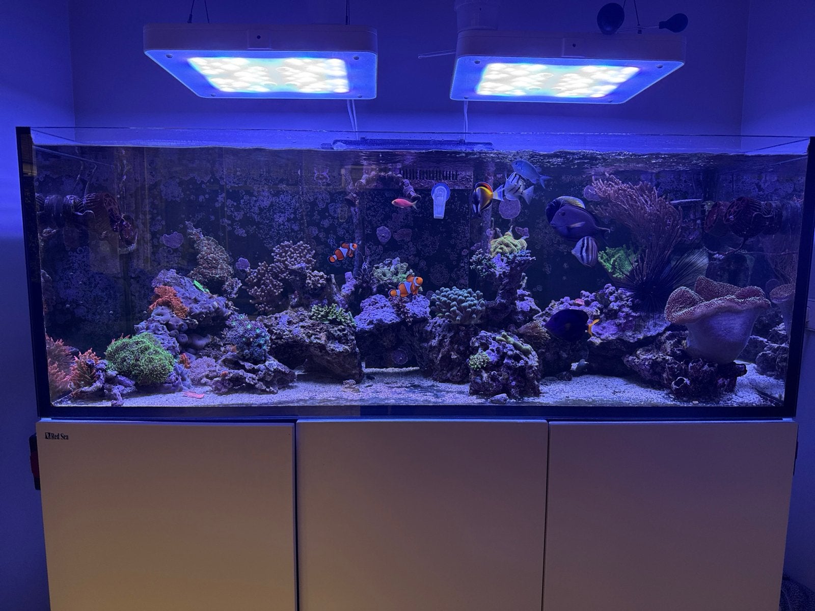 Red Sea Reefer 525 XL zeewater aquarium, 150x57,5x55 (SPOED), Ophalen, Red Sea, Gebruikt, Leeg aquarium