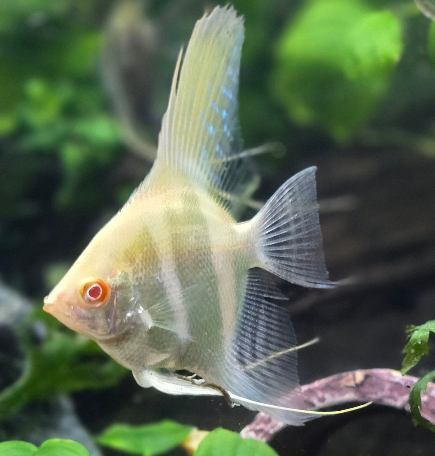 Aquarium vissen sale! Pterophyllum Scalare rio nanay, Dieren en Toebehoren, Vissen | Aquariumvissen