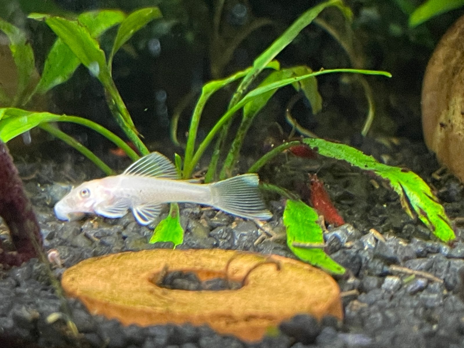 L144 Ancistrus Snow white 5cm, Vis