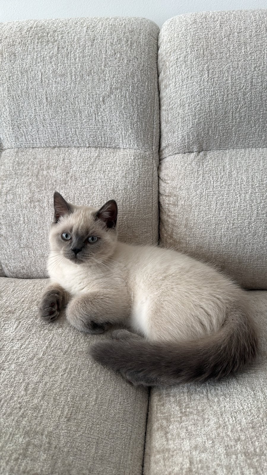 Ragdoll x britse langhaar kitten incl automatische kattenbak, Kater, 0 tot 2 jaar