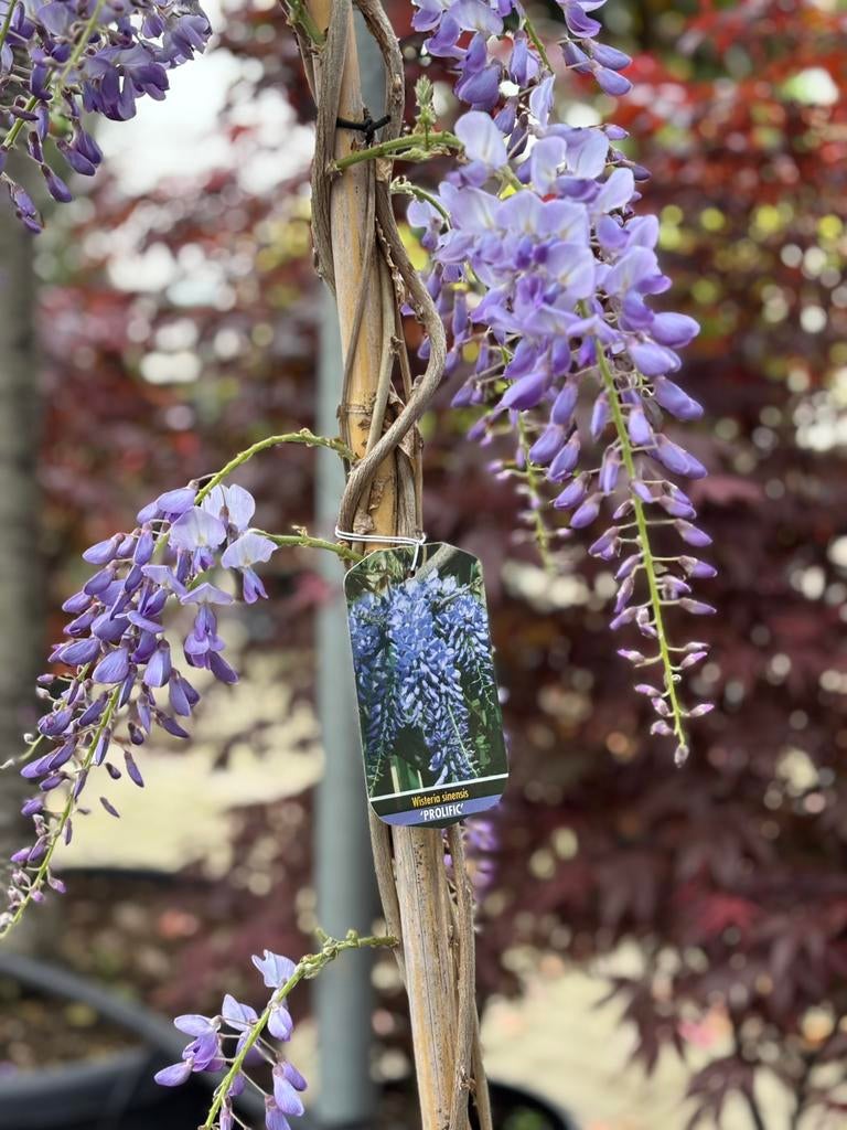 300 cm! Wisteria sinensis ‘Prolific’ - blauwe regen, Tuin en Terras, Planten | Tuinplanten, Ophalen, Lente, Vaste plant, Klimplanten