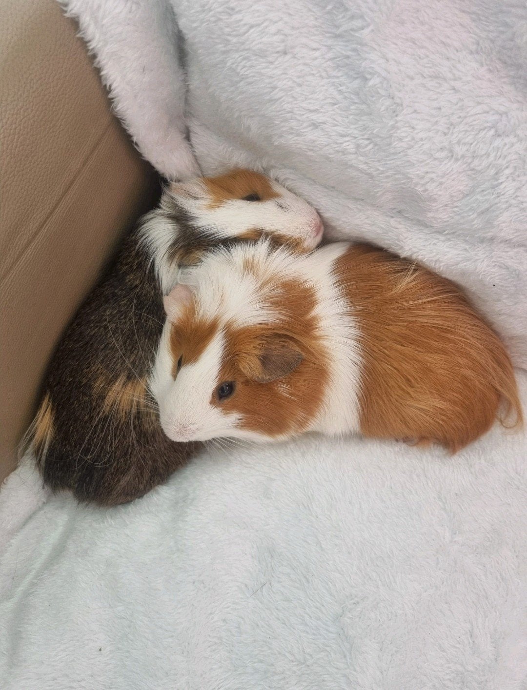 Cavia's beertjes  eventueel met kooi en toebehoren, Cavia, April, Mannelijk, Tam