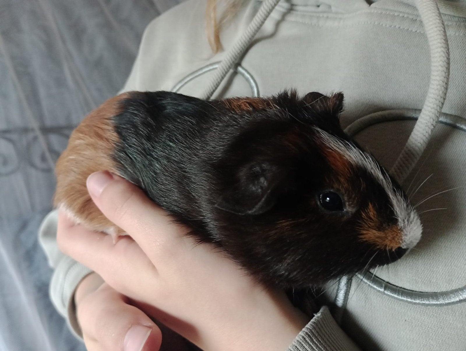 2 mooie en lieve cavia zeugjes geboren in week 29, Dieren en Toebehoren, Cavia, Juli, Vrouwelijk, Tam