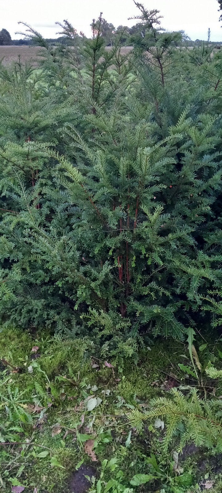 Taxus baccata. ( Bijna Gratis), Tuin en Terras, Ophalen, Taxus, Haag, 100 tot 250 cm