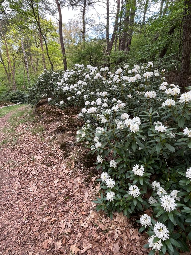 Rododendrons, Tuin en Terras, Ophalen, Rhododendron, Struik, 100 tot 250 cm