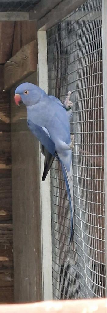 Te koop koppel halsbandparkieten violet, Dieren en Toebehoren, Vogels | Parkieten en Papegaaien, Meerdere dieren, Parkiet