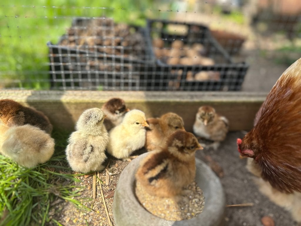 Cochin Kriel broedeitjes: Tarwe, Zalm, Patrijs, Geslacht onbekend, Kip