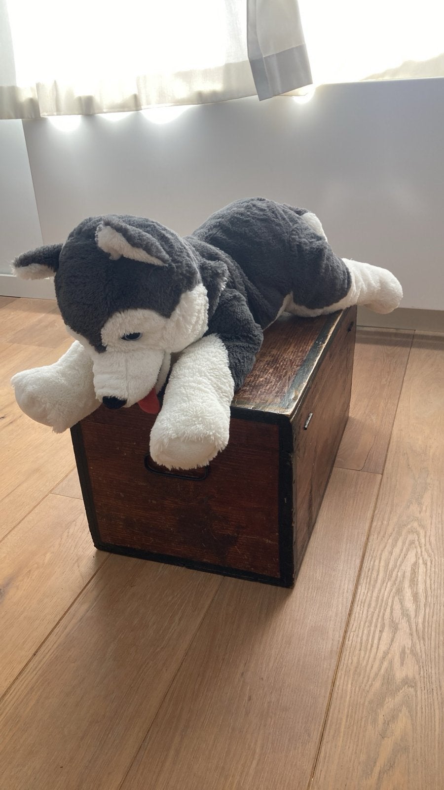 Grote zachte husky hond knuffel -, Overige merken, Overige karakters, Grijs, Zo goed als nieuw