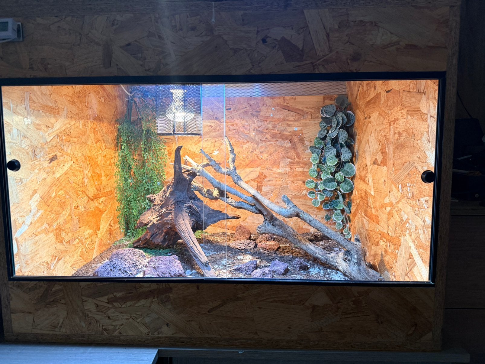 Compleet terraium blauw ruïne hagedissen, Dieren en Toebehoren, Reptielen en Amfibieën, Hagedis, Met terrarium, 0 tot 2 jaar