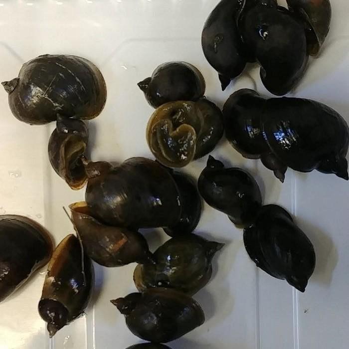 Radix auricularia, Vis
