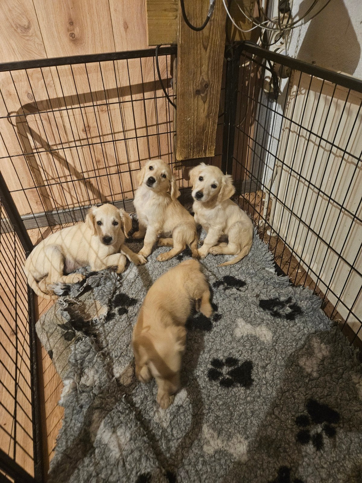 Te Koop Retriever Pups, Dieren en Toebehoren, Honden | Retrievers, Spaniëls en Waterhonden, Overige rassen, 8 tot 15 weken, Parvo