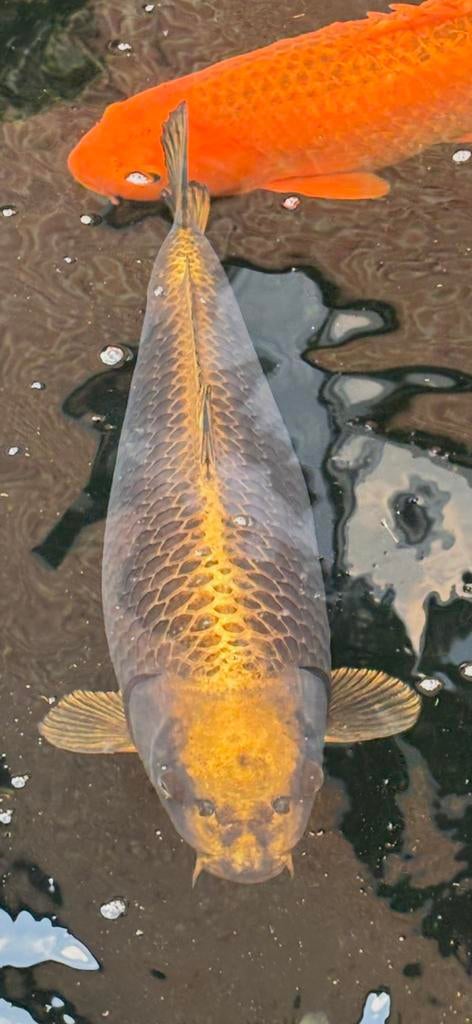 Kin Kabuto wagoi - koper met schitterende schub, Dieren en Toebehoren, Vissen | Vijvervissen, Karper of Koi