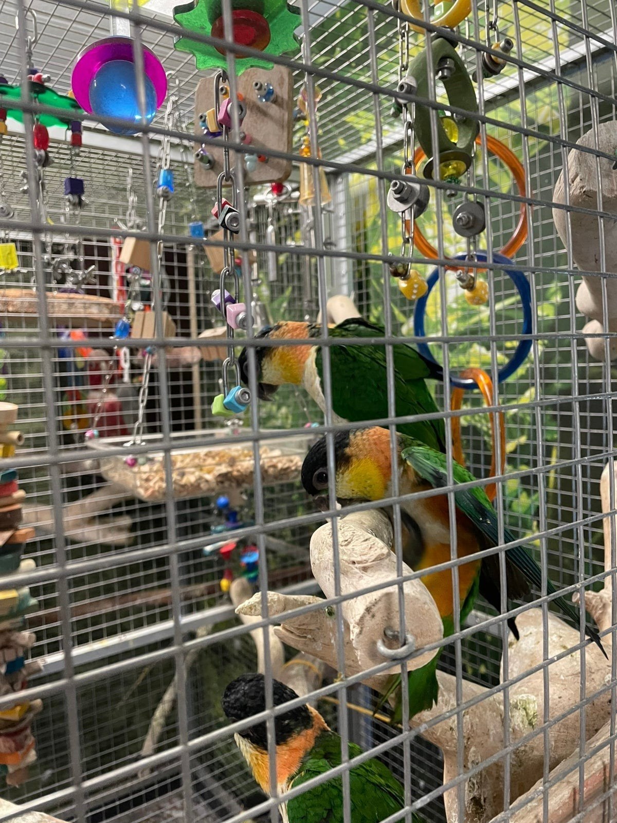 Ik zoek een vrolijke vogel ( tje)., Dieren en Toebehoren, Mannelijk, Papegaai, Tam