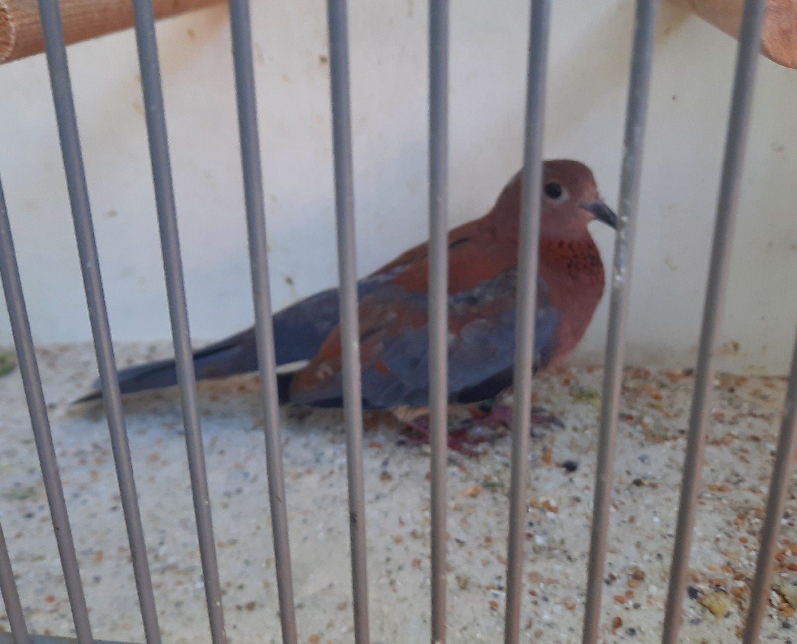 Senegal tortel man, Dieren en Toebehoren, Vogels | Duiven, Mannelijk
