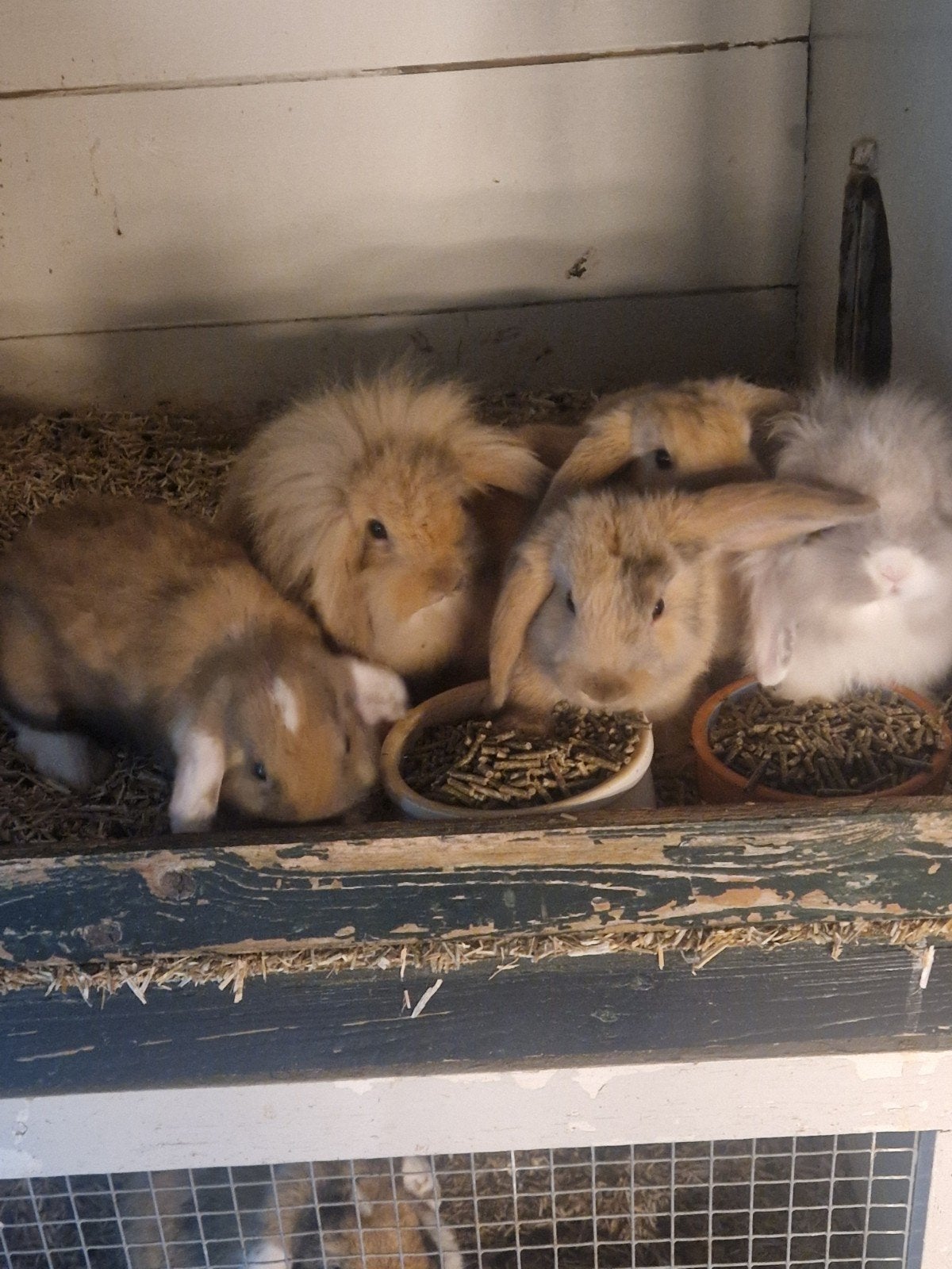 Lieve en mooie konijntjes te koop., Dieren en Toebehoren, Konijnen, Meerdere dieren, Klein, Hangoor, 0 tot 2 jaar