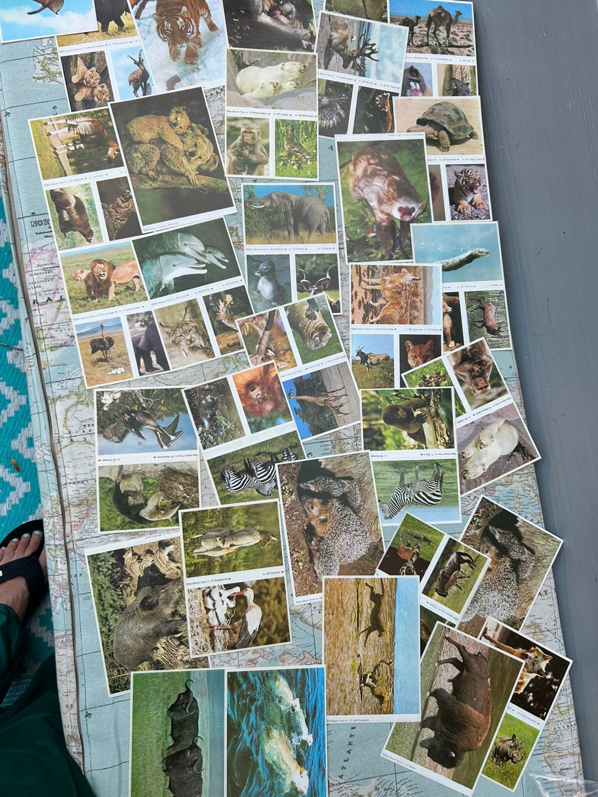 A.Heel veel oude Dieren stickers Esso, Verzamelen, Ophalen of Verzenden, Zo goed als nieuw