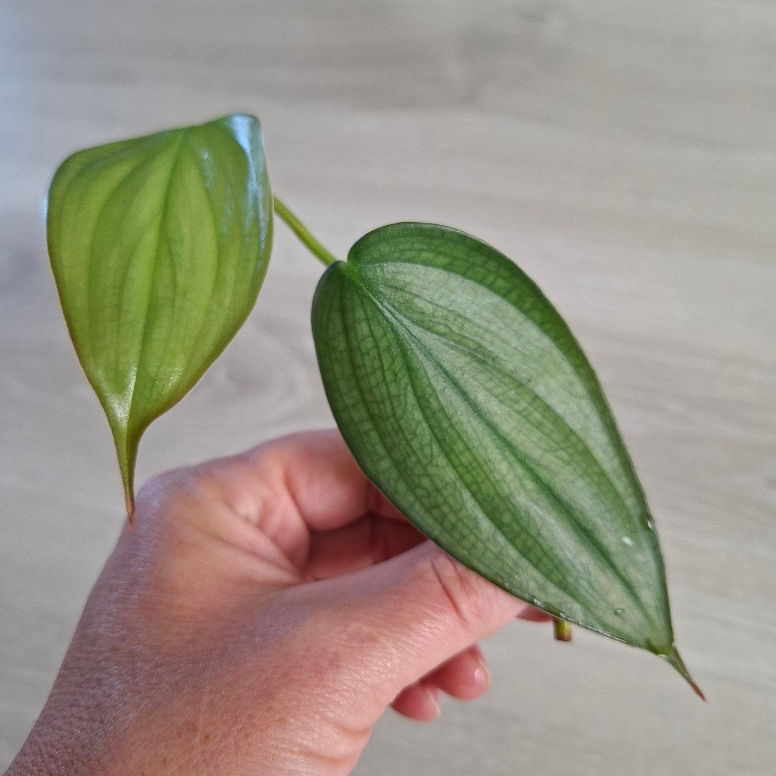 Philodendron Burle Marx Fantasy stek, Huis en Inrichting, Kamerplanten, Ophalen of Verzenden, Halfschaduw, Minder dan 100 cm