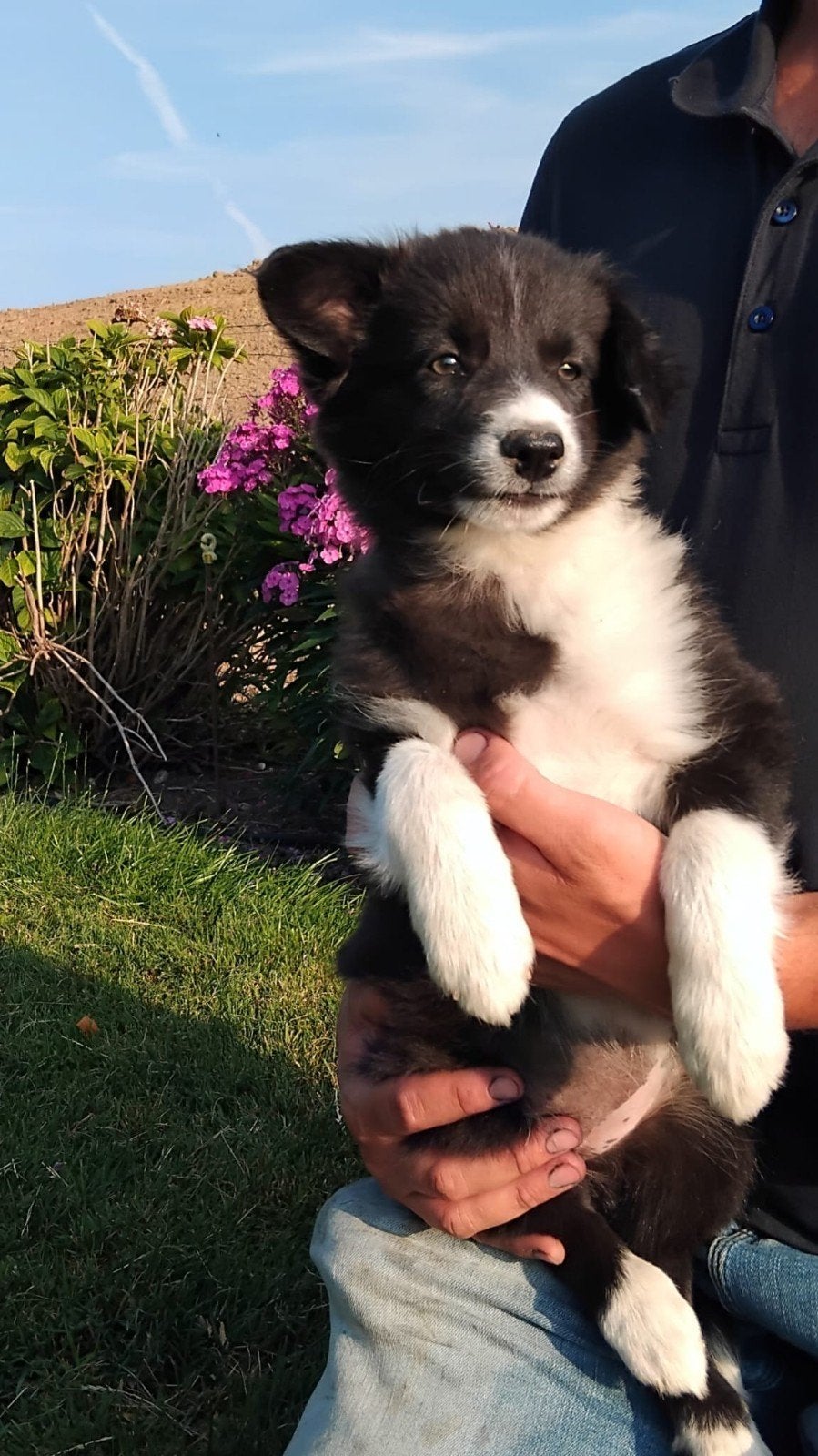 Mooie border collie pups!, 8 tot 15 weken, Parvo, Meerdere dieren, Eén hond
