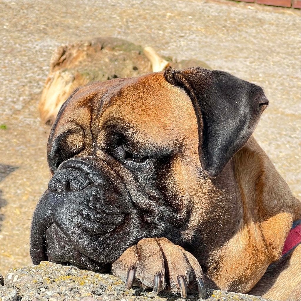Hond ter adoptie, Nederland, Overige rassen, Parvo, Meerdere