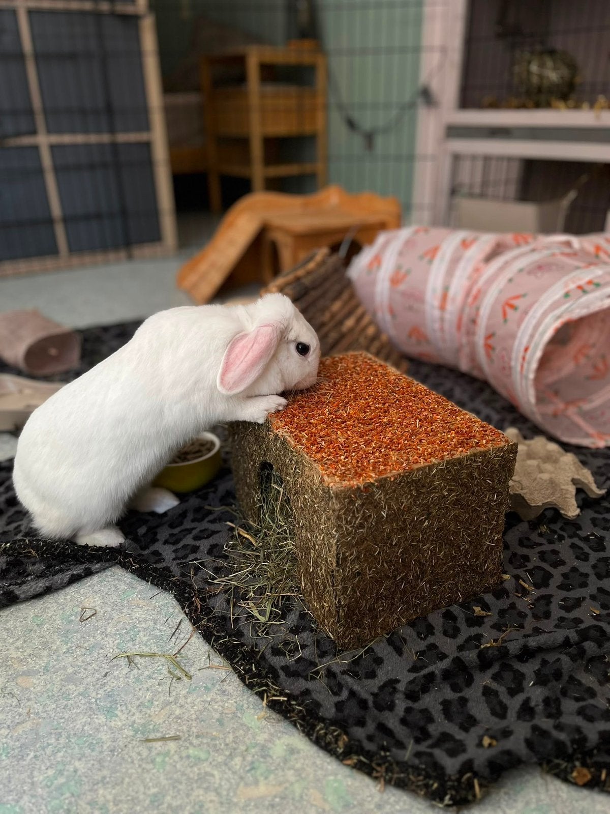Lief nieuw thuis gezocht voor Bella (konijn), Vrouwelijk, Dwerg