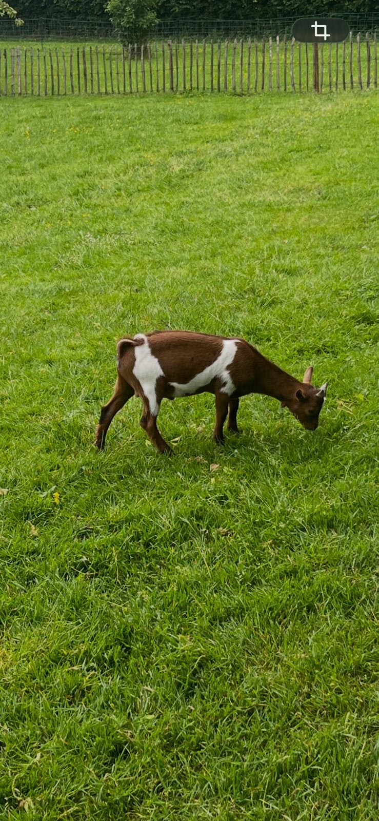 Super mooie bonte dwerg dek bok, Dieren en Toebehoren, Mannelijk, Geit, 0 tot 2 jaar