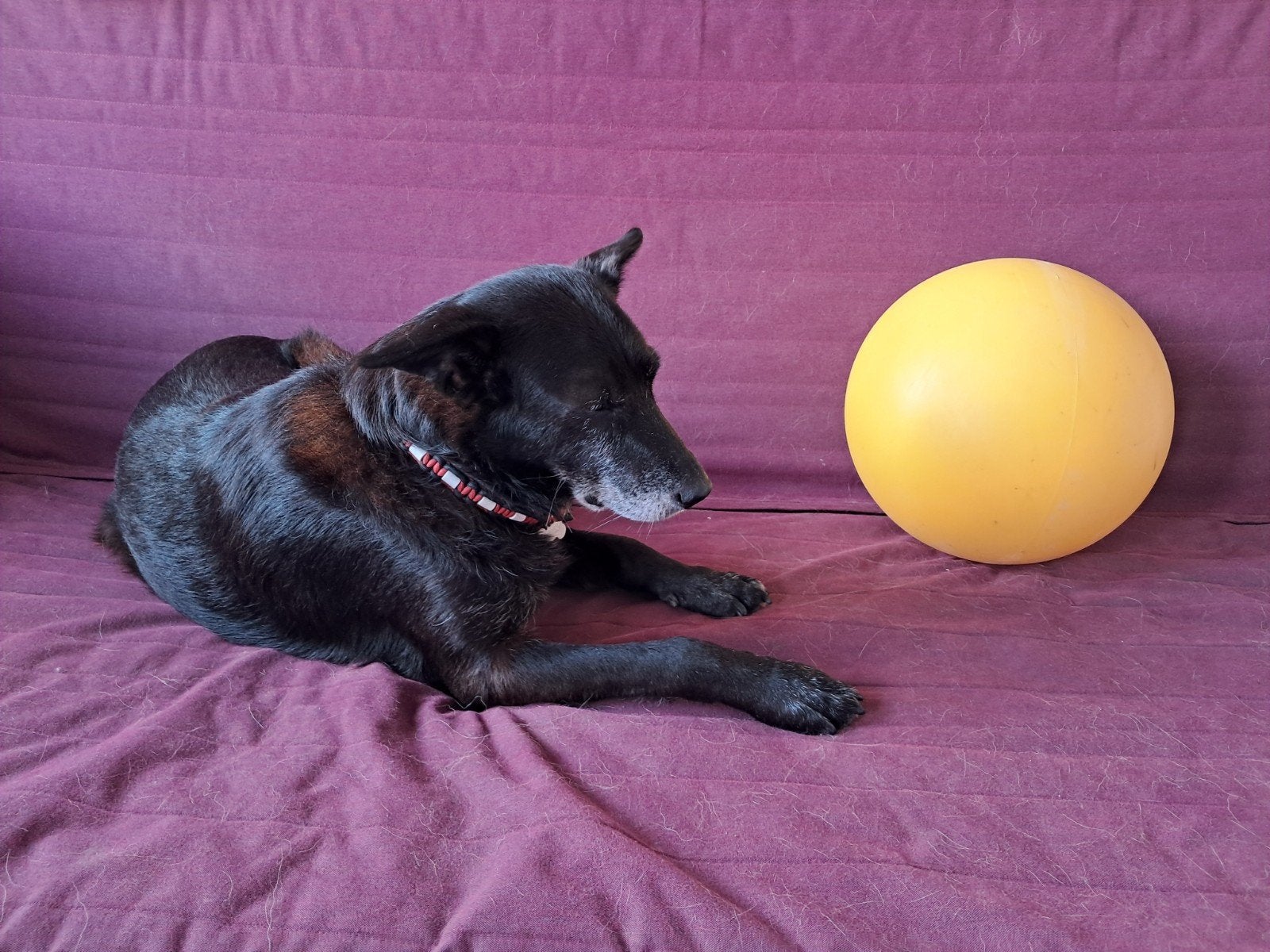 De Kerbl hondenspeelbal (herding ball), Ophalen, Zo goed als nieuw, Hondenballen