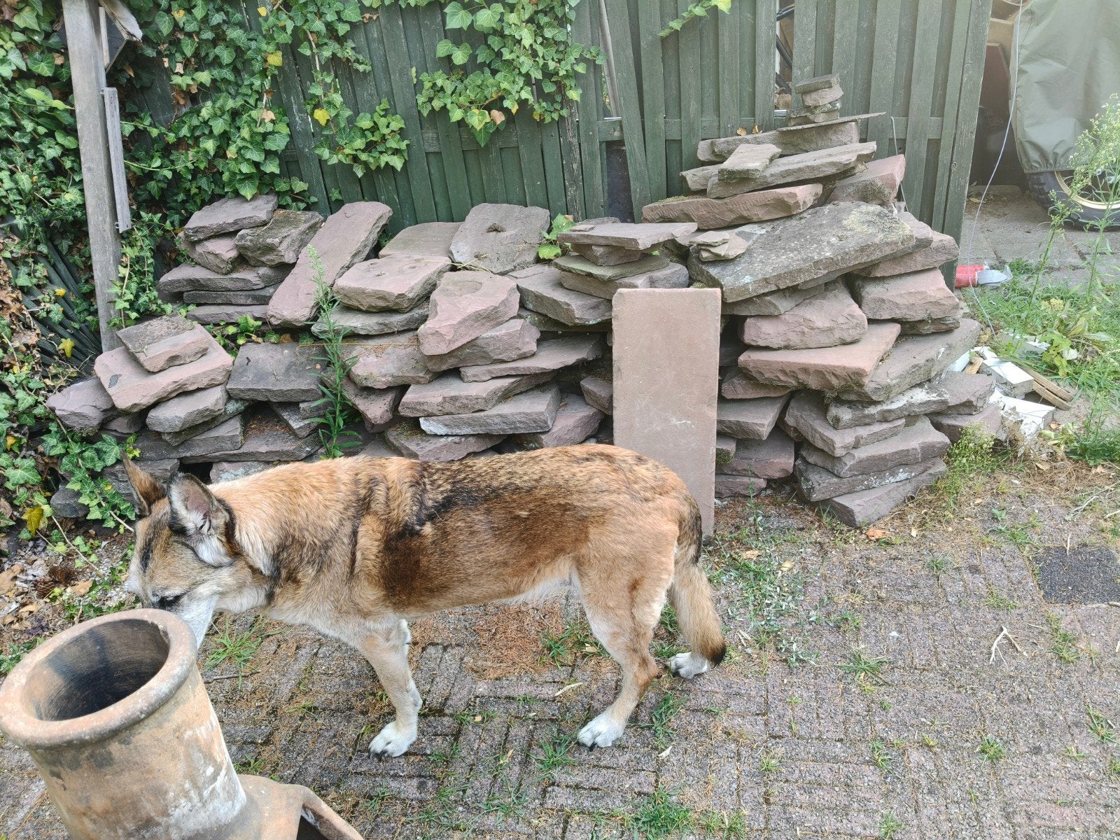 Grote partij flagstones te koop, Ophalen, Gebruikt, Overige typen, Natuursteen