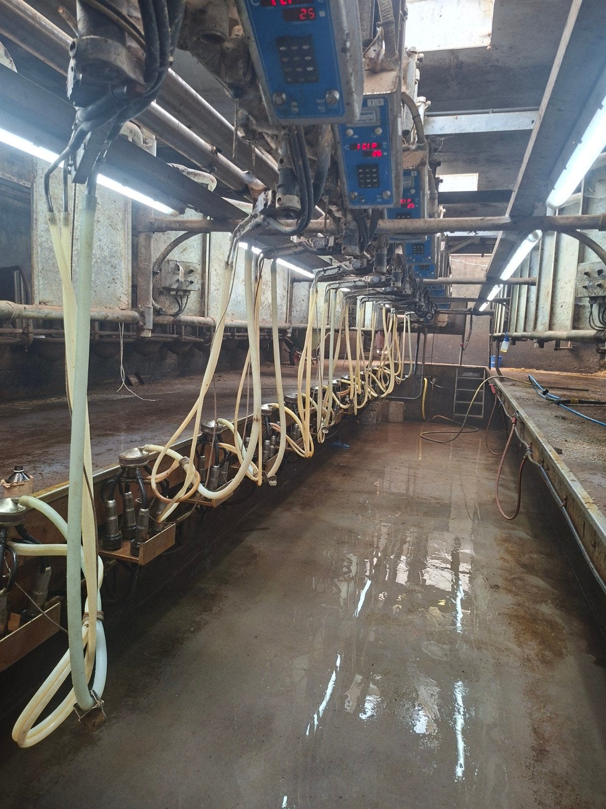 BouMatic melkstal 2 x 13 swingover, Ophalen, Veehouderij, Melktechniek