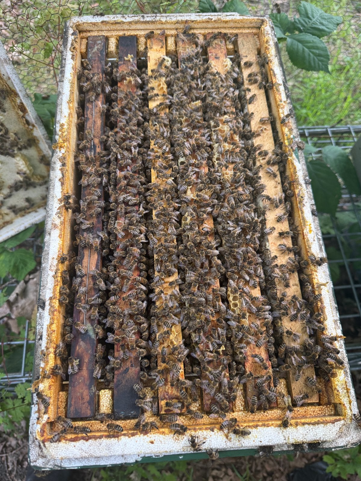 Carnica volkje te koop., Dieren en Toebehoren, Bijen