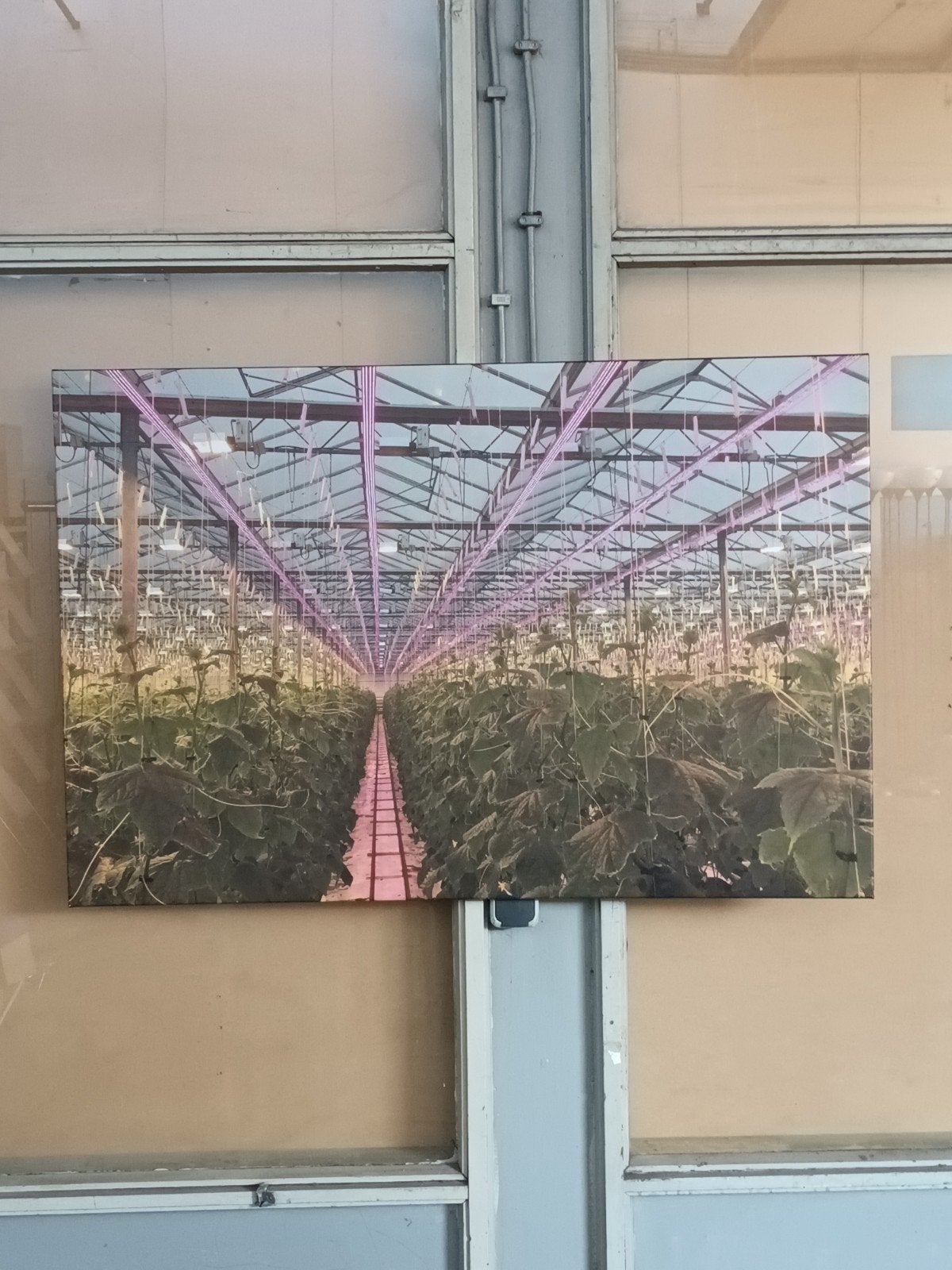 Grote foto van een kas met planten, Ophalen, 50 – 75, Gebruikt, 75 tot 100 cm