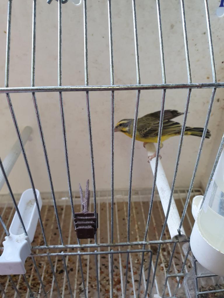 Mozambiquesijs, Dieren en Toebehoren, Vogels | Kanaries, Mannelijk