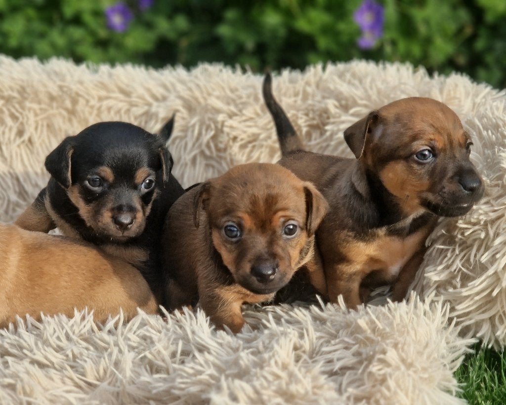 Bijzondere Jack Russel pups-unieke kleuren & fijne karakters, Dieren en Toebehoren, Jack Russell Terriër, CDV (hondenziekte), 8 tot 15 weken