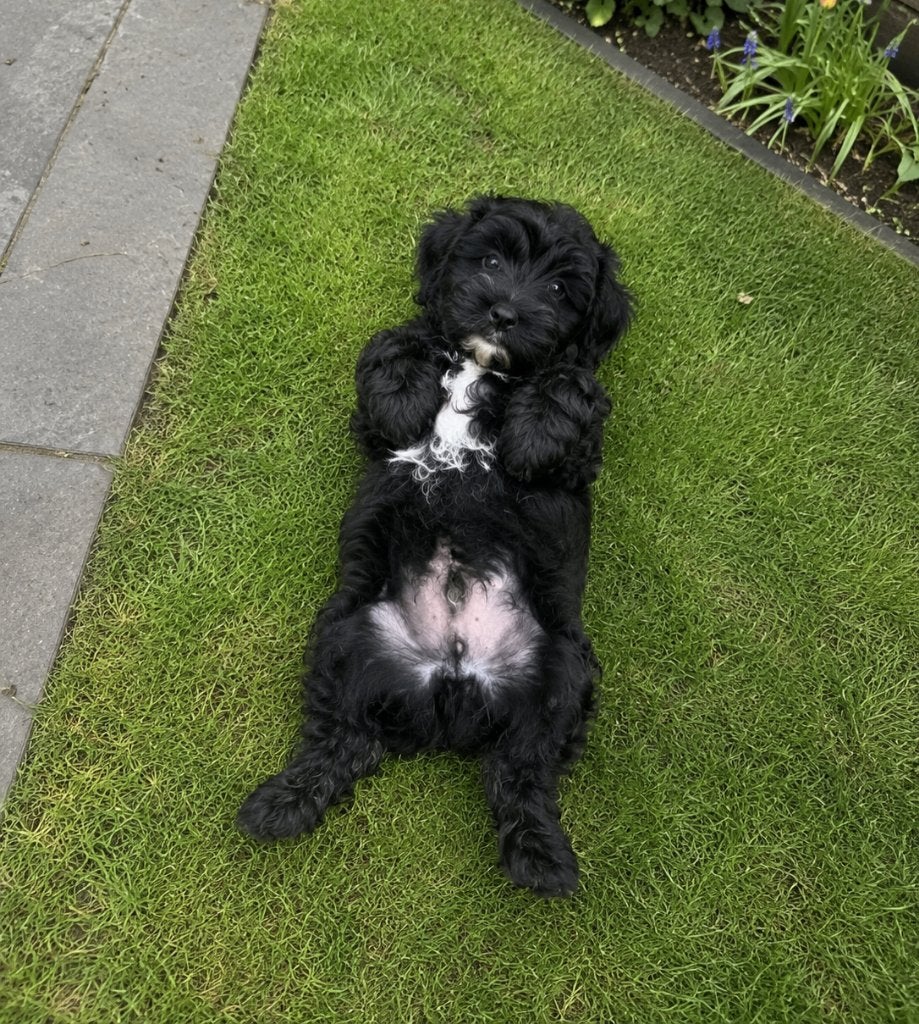 Cavapoo pups – laatste reutje beschikbaar, Parvo, Overige rassen, 8 tot 15 weken, Meerdere