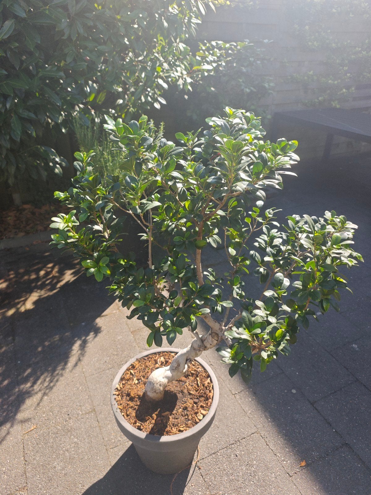 Ficus bonsai 120cm hoog stam 25cm Nijmegen, In pot, Bloeit niet, Halfschaduw, Minder dan 100 cm