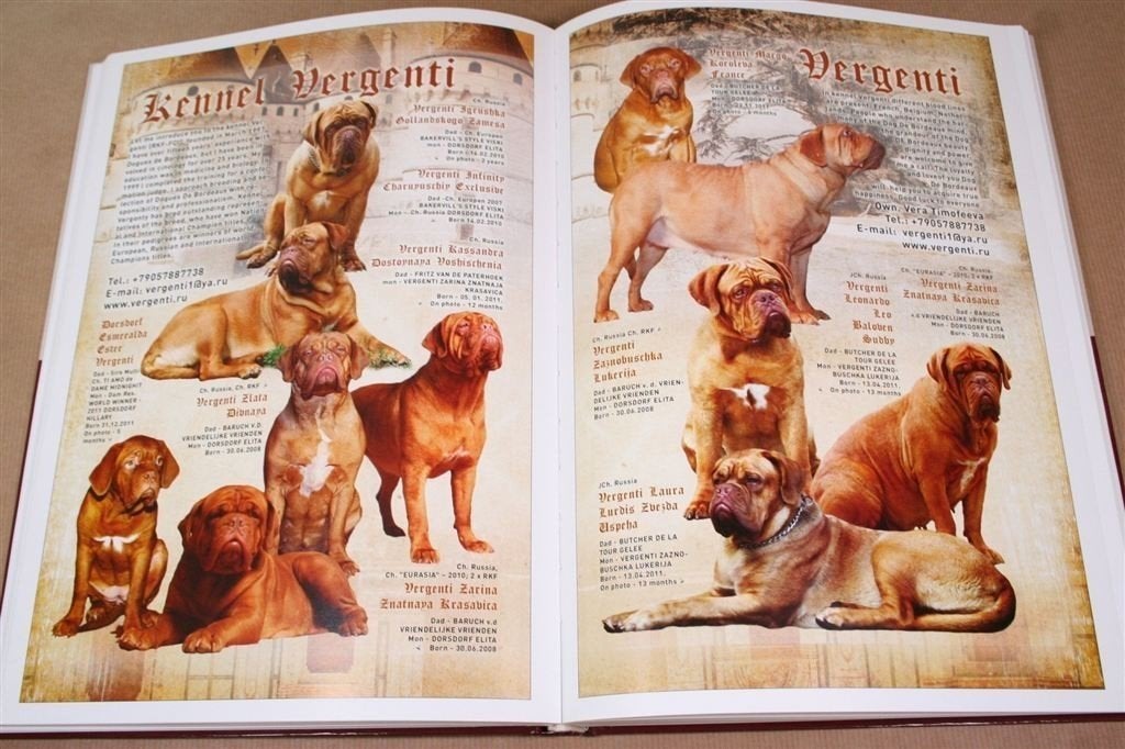 Bordeauxdog 2010-2011 — Rijk geïllustreerd jaarboek, Ophalen of Verzenden, Zo goed als nieuw, Vogels
