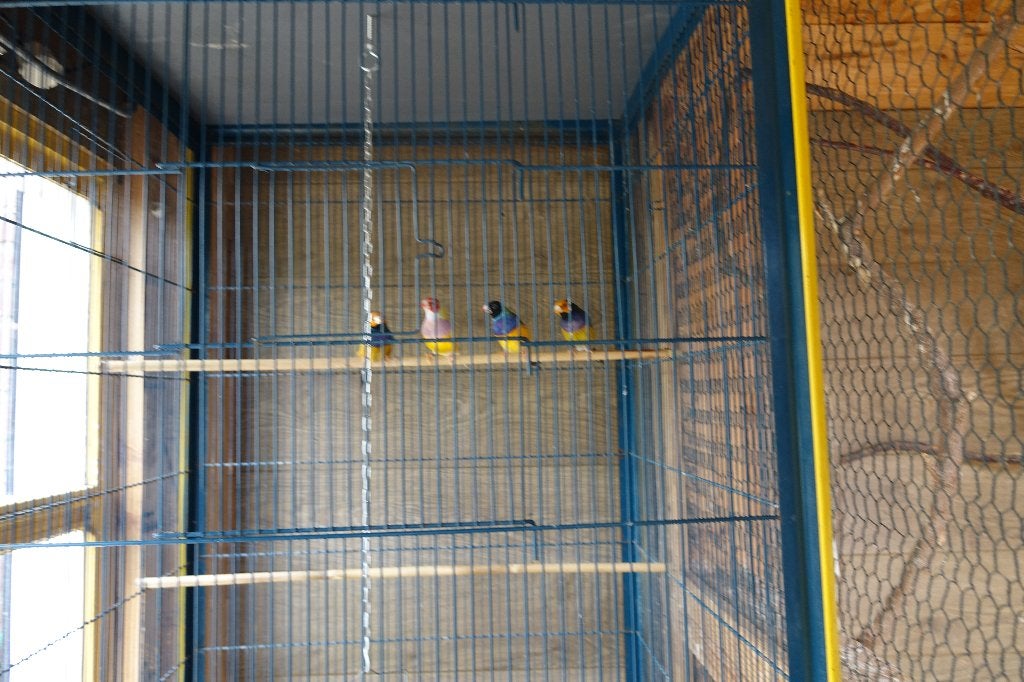 4 mannen gouldamadines, Dieren en Toebehoren, Mannelijk, Tropenvogel