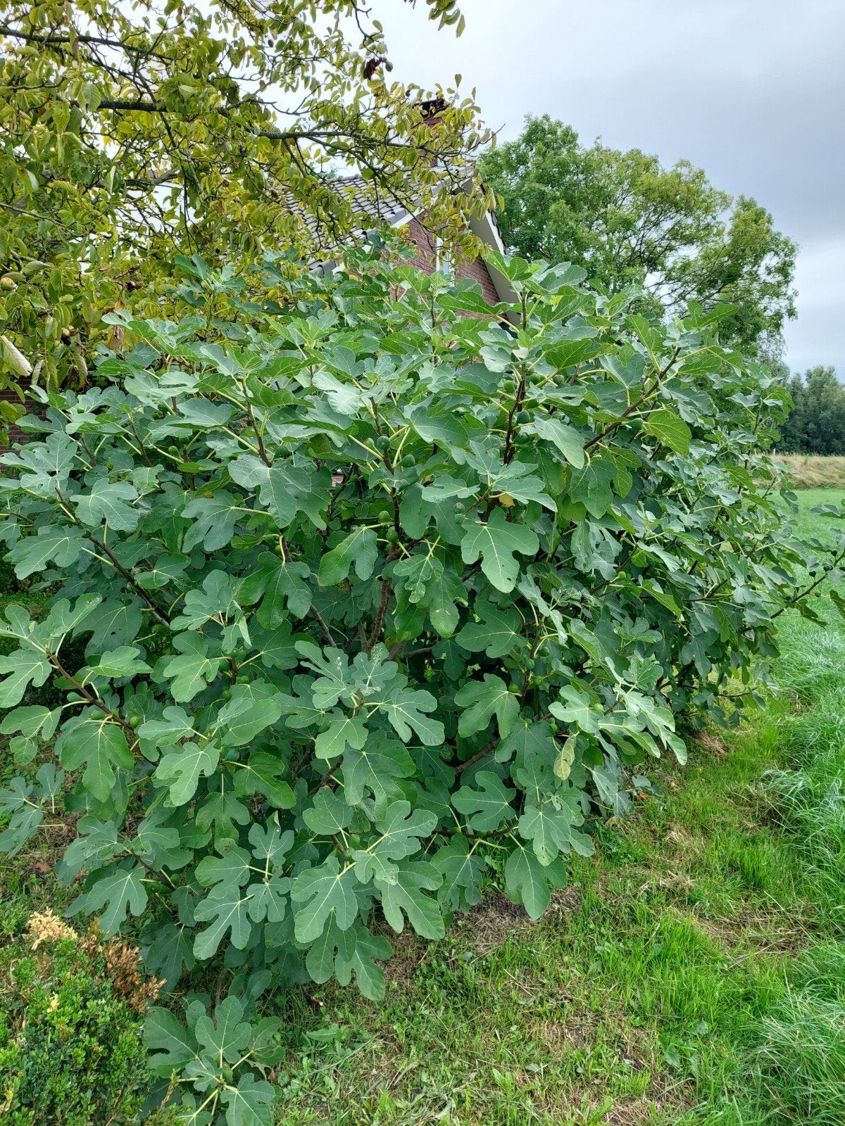 Grote vijgenboom - Ficus carica, Ophalen, Volle zon, Vaste plant, Zomer
