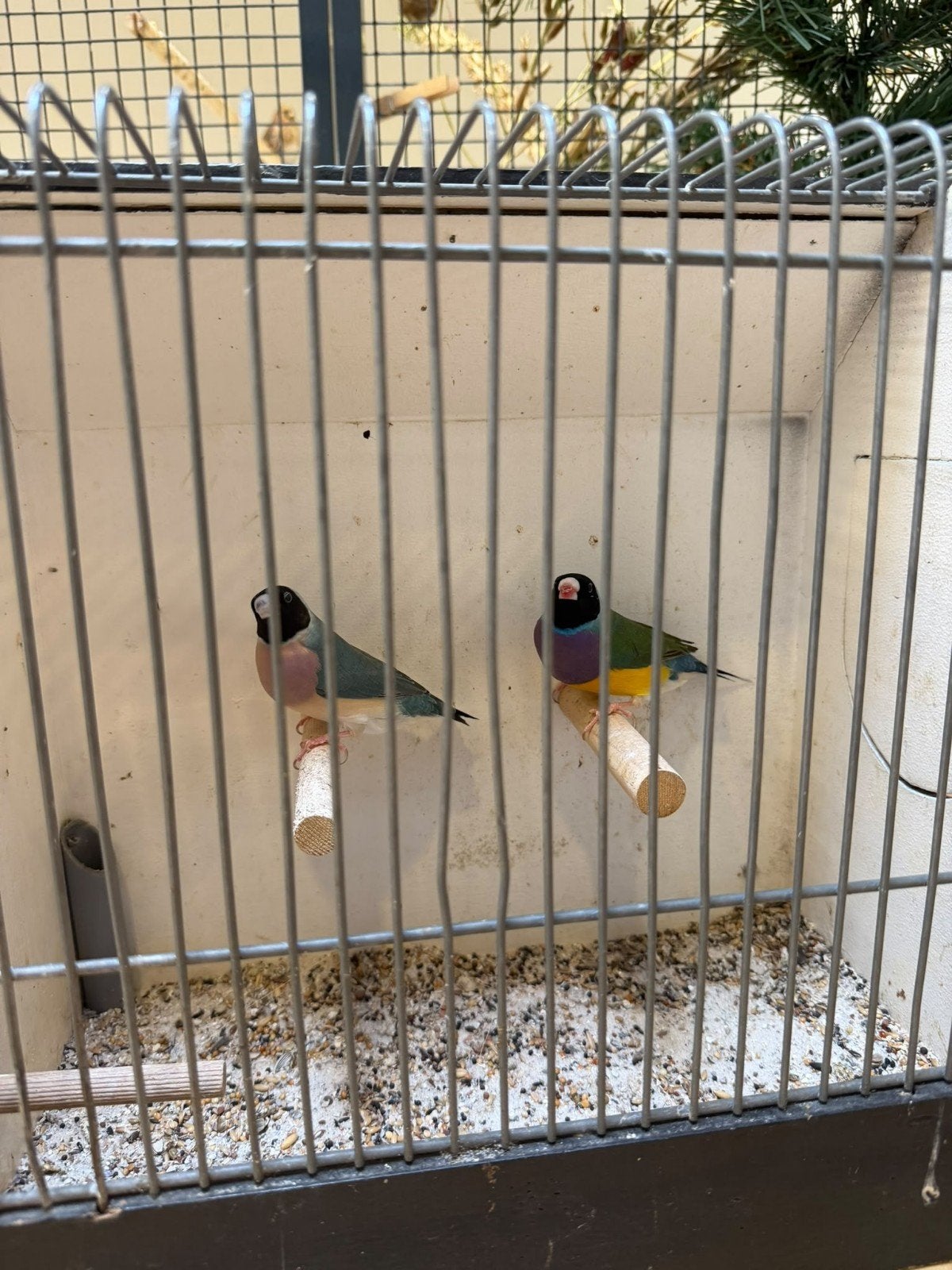 koppel gouldamadines 2026, Dieren en Toebehoren, Meerdere dieren, Tropenvogel