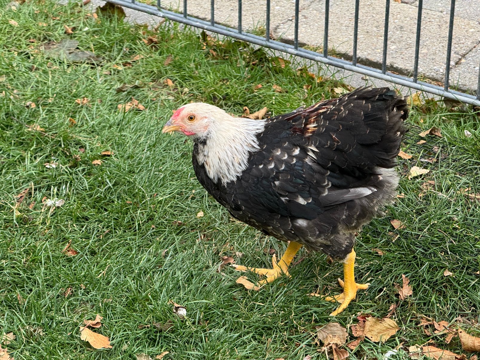 Gezonde Wyandotte kriel hanen 10 weken oud, Dieren en Toebehoren, Pluimvee, Mannelijk, Kip