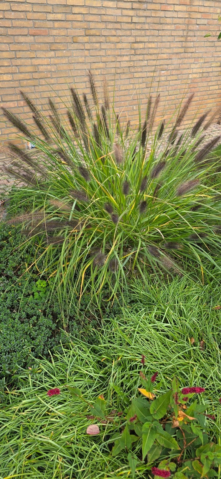 Lampenpoetsersgras (Pennisetum alopecuroides), Tuin en Terras, Ophalen, Volle zon, Vaste plant, Siergrassen