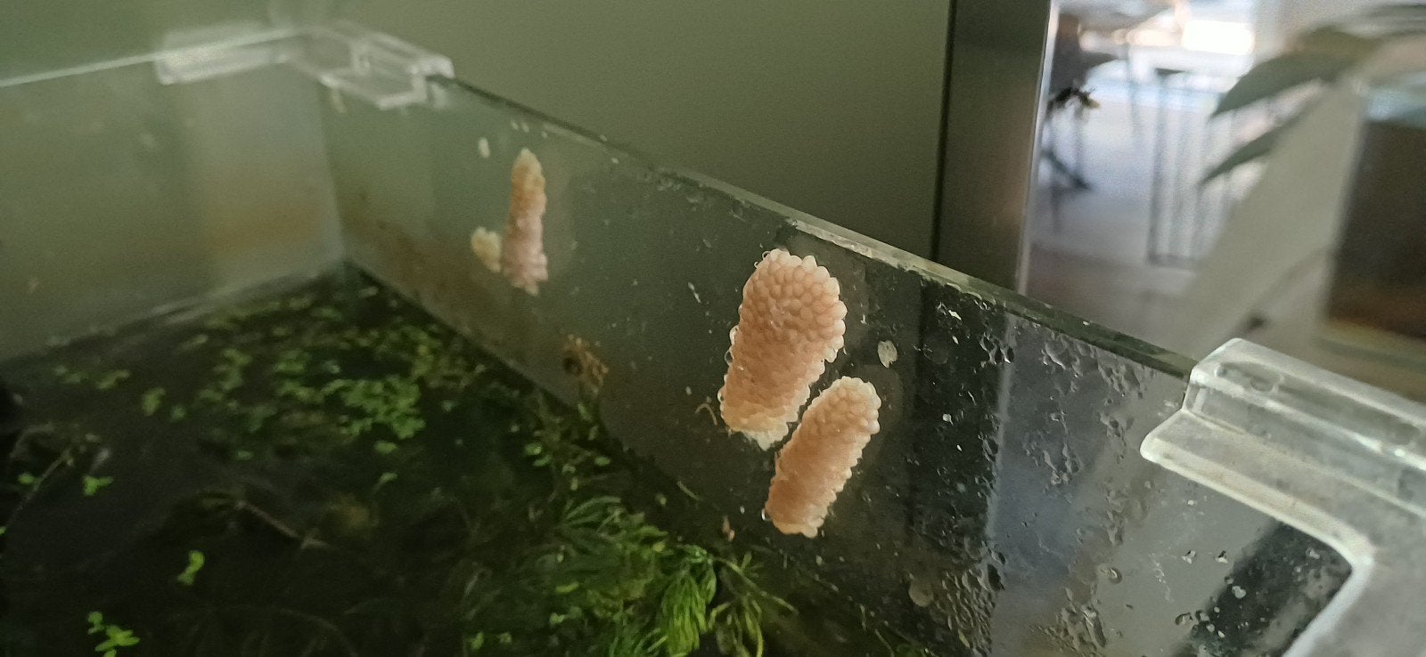 Eitjes Appelslakken te koop, Dieren en Toebehoren, Slak of Weekdier, Zoetwatervis