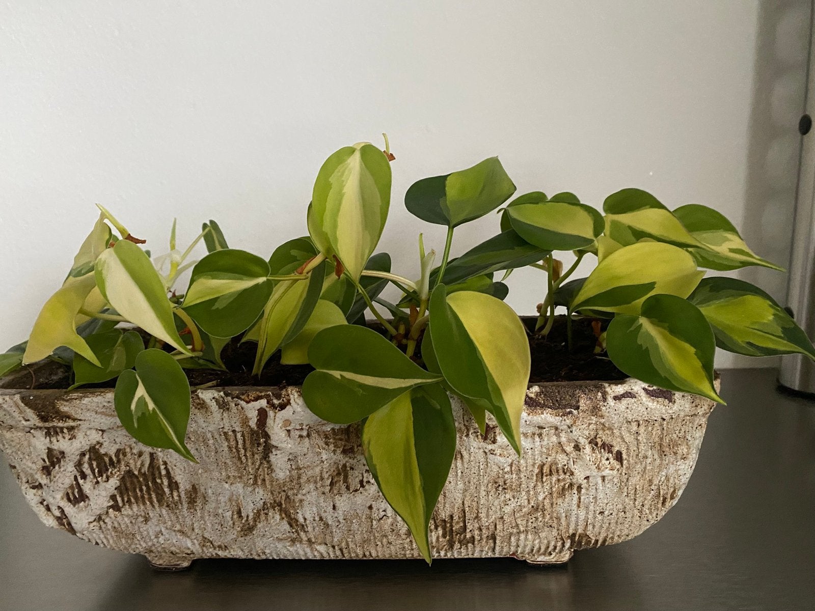 Philodendron Brasil variegata, hang/ klimplant incl. pot, Ophalen of Verzenden, In pot, Minder dan 100 cm