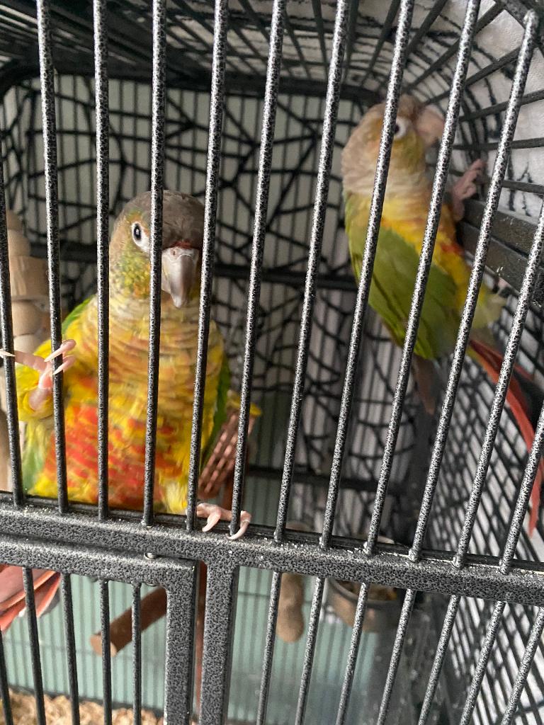 Pyhurra, Meerdere dieren, Parkiet, Pratend
