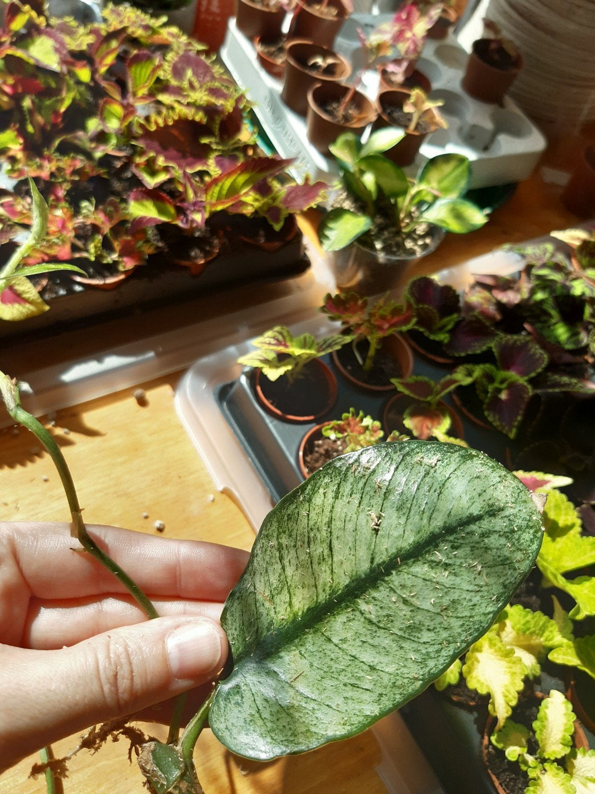 raphidophora hongkongensis mint gewortelde bladstekken, Ophalen of Verzenden, Halfschaduw, Minder dan 100 cm