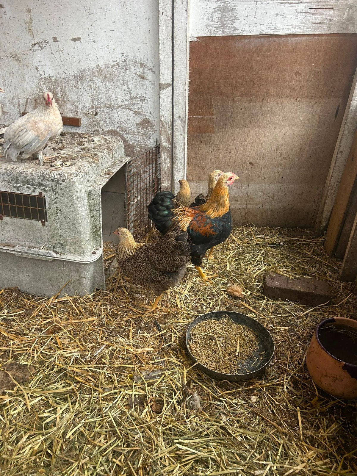 3 Wyandotte hennetjes + haantje, Vrouwelijk, Kip